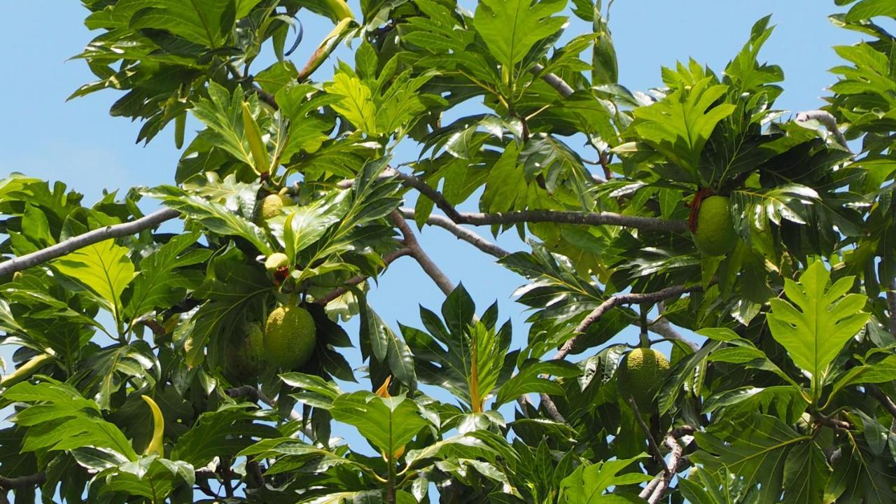 Bangalos Do Gameleiro Praia dos Carneiros Zewnętrze zdjęcie